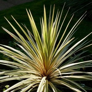 Cordyline ´TORBAY DAZZLER´ - výška 130-150cm, kont. C18L (-12°C)